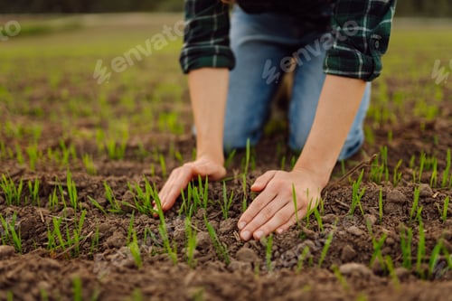 Preview: Farmer holds a young green wheat sprouts in hands checking quality of new crop. Concept of ecology.