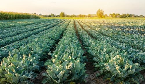 Preview: Broccoli plantations in the sunset light on the field. Cauliflower. Growing organic vegetables.