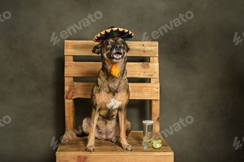 Preview: Dog seated wearing Mexican charro hat