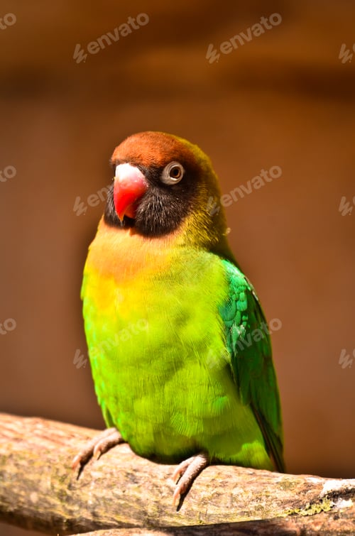 Preview: a beautiful coloured songbird, agapornis fischeri