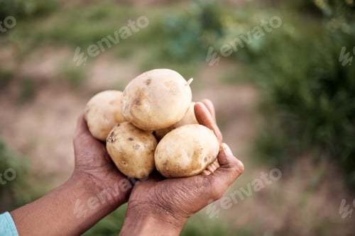 Preview: Farmer, hands or harvesting potatoes in farm, agriculture field growth or countryside nature enviro