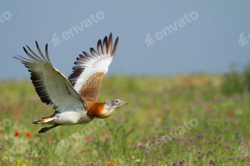 Preview: Great bustard flying over a meadow