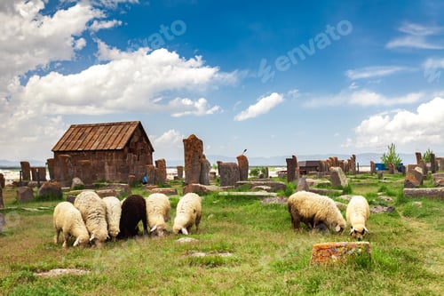 Preview: Sheep graze in Noratus