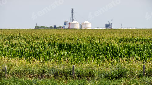 Preview: Green corn crop with farm silos and blue sky in the background, Nebraska, United States