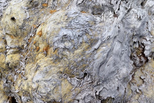 Preview: close-up texture of an old tree