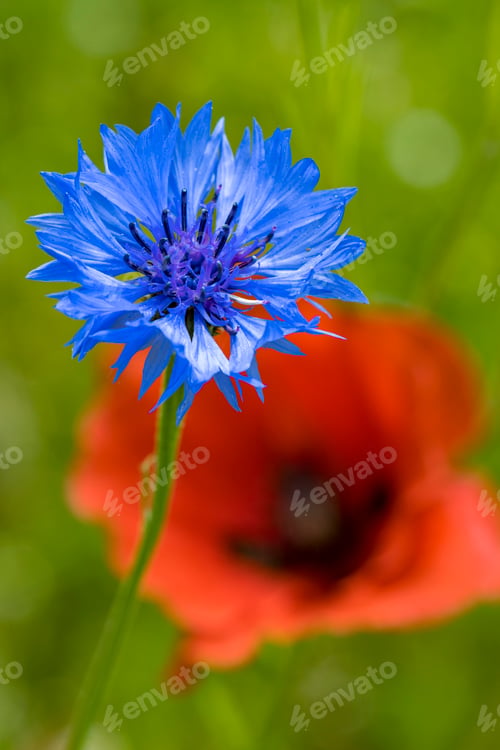 Preview: blue, green and red