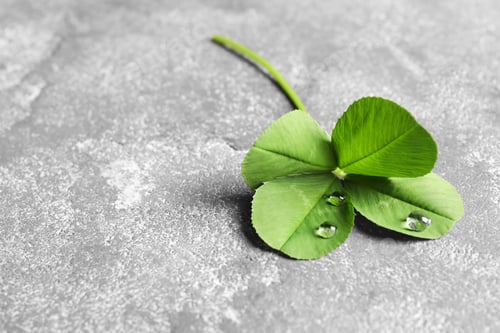 Preview: Green four-leaf clover on gray background with space for text
