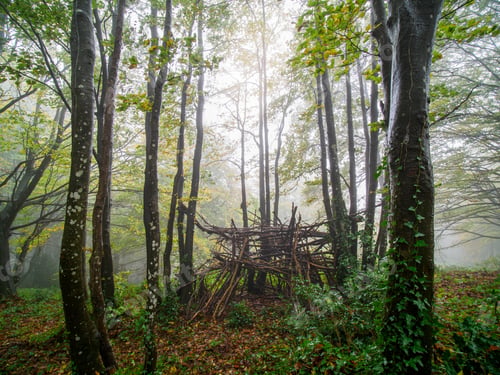 Preview: Gorgeous autumn beech forest in Grevolosa Forest, Catalonia, Spain