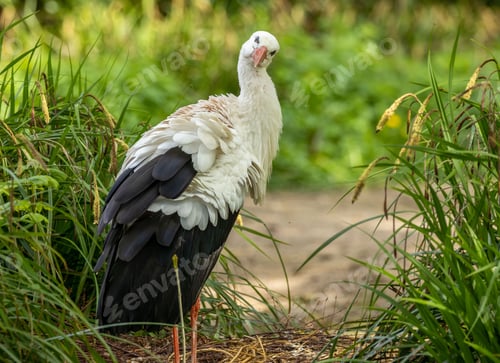 Preview: White stork (Ciconia ciconia) preening itself