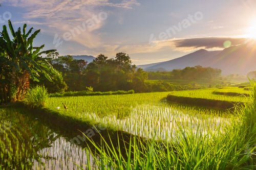 Preview: Beautiful morning view indonesia panorama landscape paddy fields