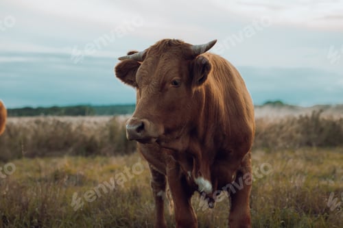 Preview: Brown Cow