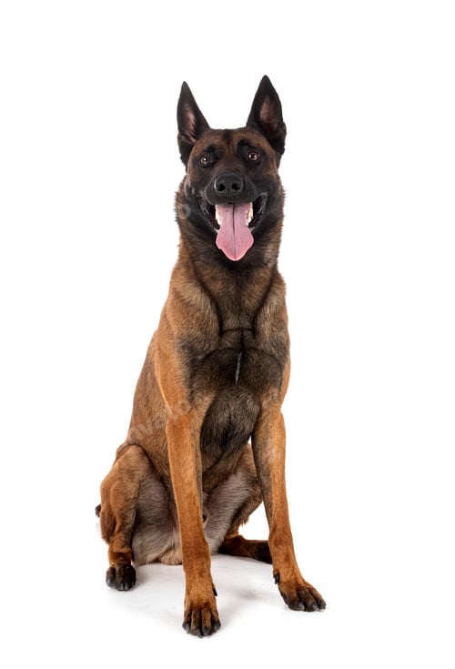 Preview: malinois in studio