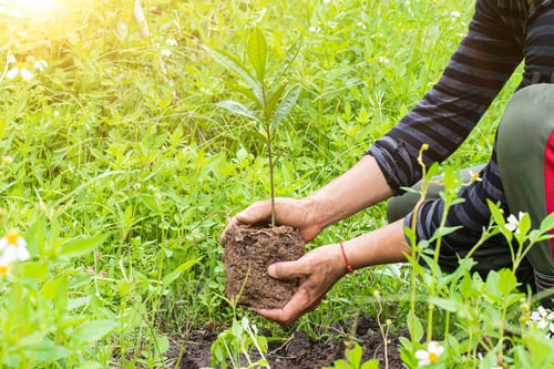 Preview: Close-up of young man planting sprout in garden - Beginning Of A New Life. Environment day concept