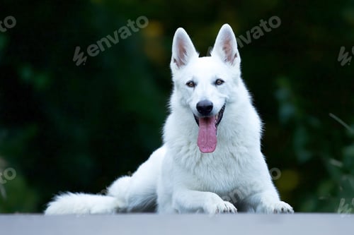 Preview: Selective focus shot of a white swiss shepherd dog sitting outdoors