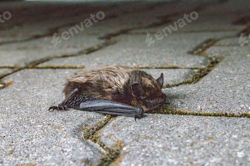 Preview: Closeup of a Common pipistrelle lying on the ground with a blurry background