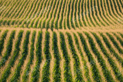 Preview: Rows of Corn in Afternoon Sunlight