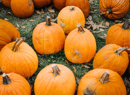 Preview: Pumpkins on the grass with fall leaves