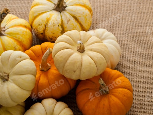 Preview: Mini Pumpkins
