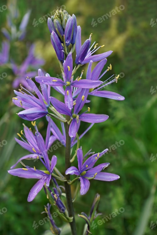 Preview: Camas (Camassia Quamash). Called Common Camas, Small Camas, Common Camash And Quamash Also
