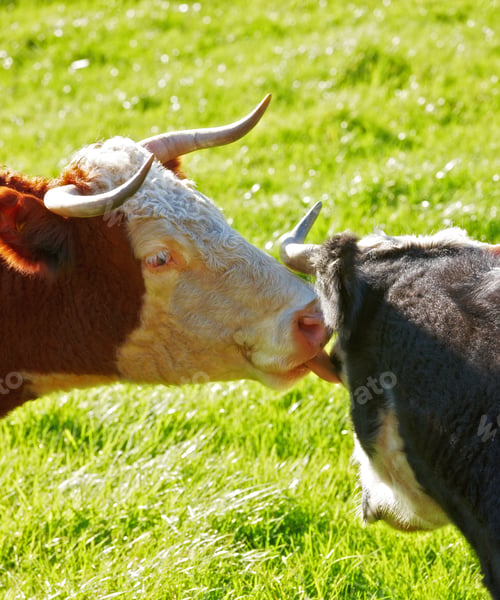 Preview: Hereford - all brown and white