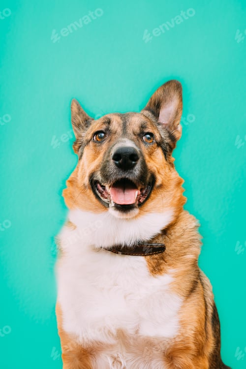 Preview: Portrait of funny mixed-breed mongrel dog with open mouth, sticking out his tongue. Mixed-breed