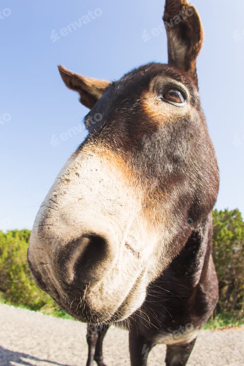 Preview: funny donkey looking at the camera