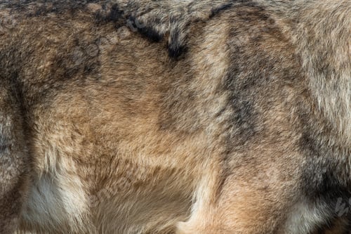 Preview: Wolf fur background texture image background