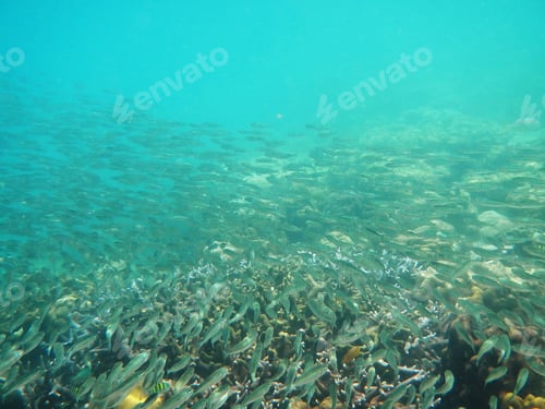 Preview: Fish and coral in the sea
