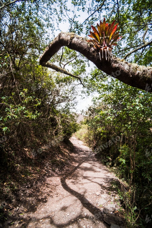 Preview: Fauna on Inca Trail day 2, Cusco Region, Peru, South America