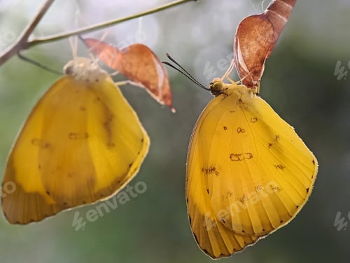 Preview: Butterfly