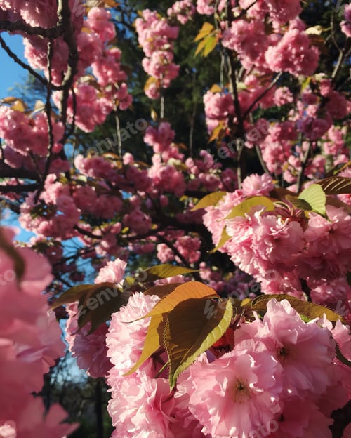 Preview: Sakura blossom in garden