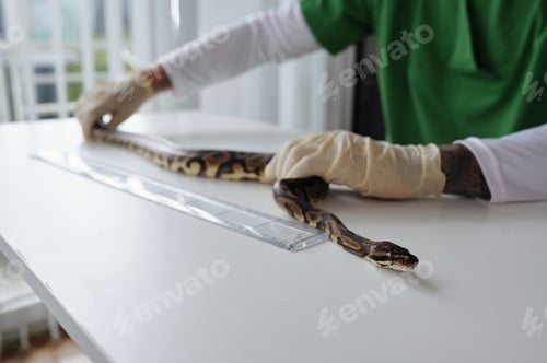 Preview: Handling Snake Carefully on White Table in Laboratory