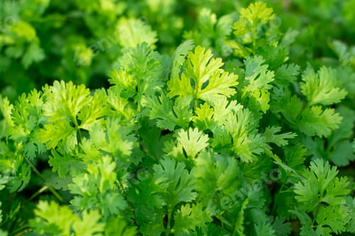 Preview: A bunch of green cilantro leaves
