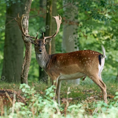 Preview: Fallow deer (Dama dama)