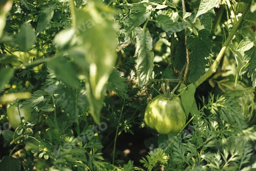 Preview: Tomatoes growing in urban garden. Green tomatoes and leaves close up in garden bed