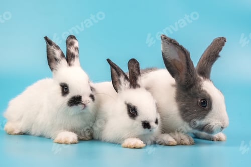 Preview: bunny Easter fluffy baby rabbit or new born rabbit. baby cute rabbit or new born adorable bunny.