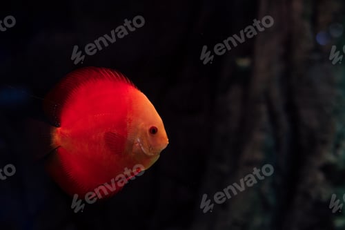 Preview: red fish swimming under water in dark aquarium
