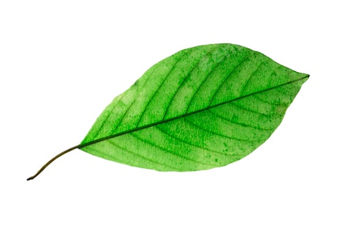 Preview: birch leaf isolated on white background