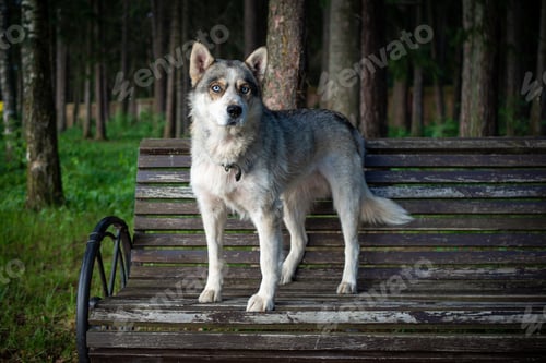 Preview: cute Siberian dog, sitting on a park bench.