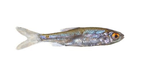Preview: Sunbleak or belica freshwater fish isolated