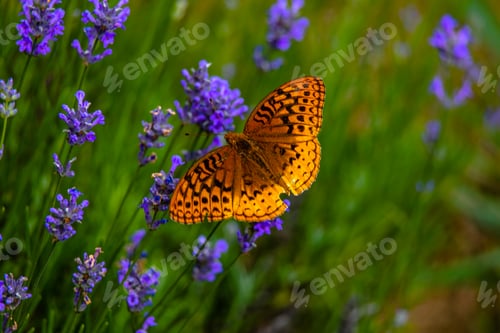 Preview: Butterfly in the lavender field