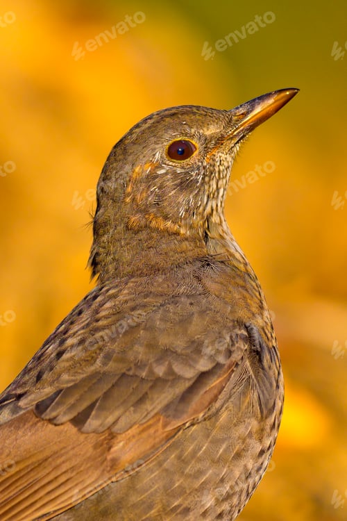 Preview: Blackbird, Forest Pond, Mediterranean Forest, Spain
