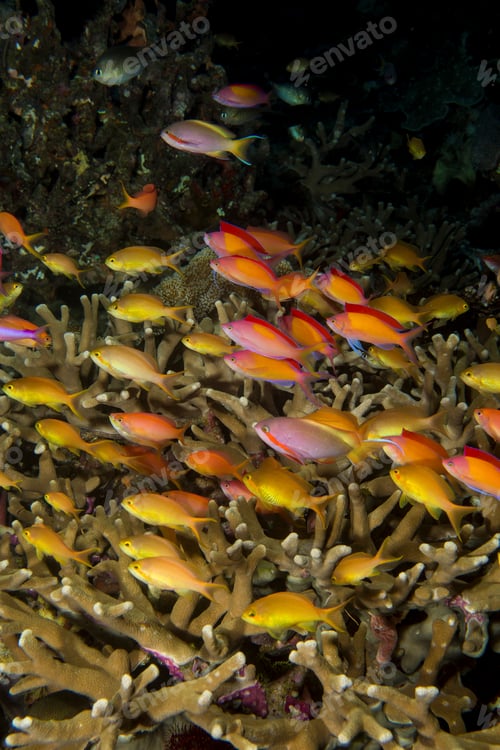 Preview: Colorful fish swimming above coral in the deep sea