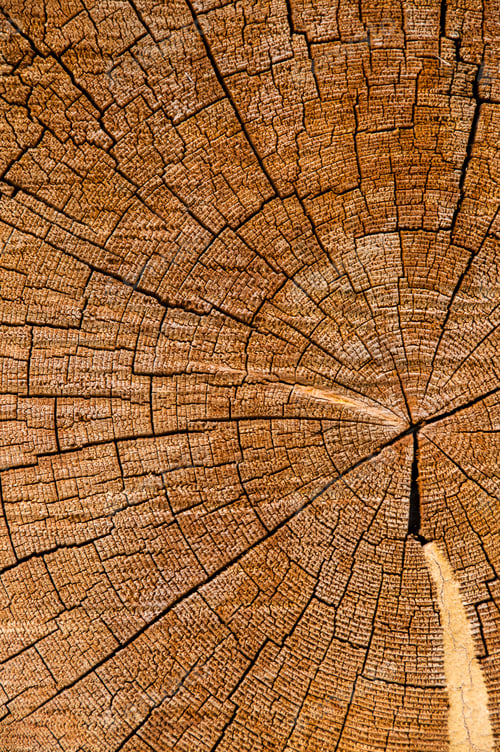 Preview: Round cut down tree with annual rings as a wood texture.