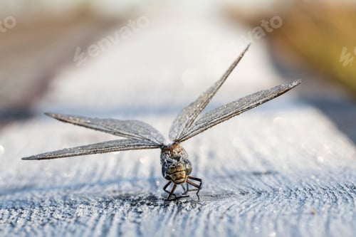 Preview: Icicles covered close up portrait of the dragonfly after the autumn night-frost.
