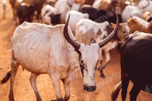 Preview: Zebu with distinctive horns leisurely walking along a rural, dirt road