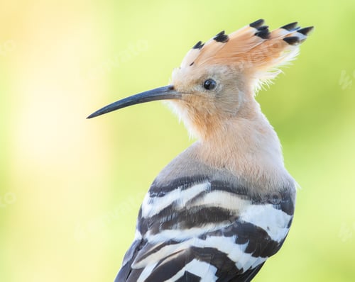 Preview: Eurasian hoopoe, Upupa epops. Close-up of a bird on a beautiful pastel background