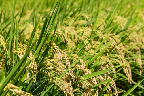 Preview: Rice field