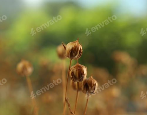 Preview: Beautiful dry flax plants against blurred background, closeup