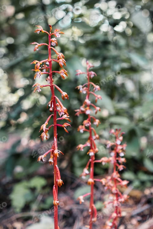 Preview: Spotted coralroot in bloom